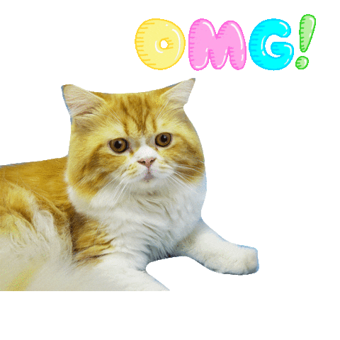 omg-cat-gif