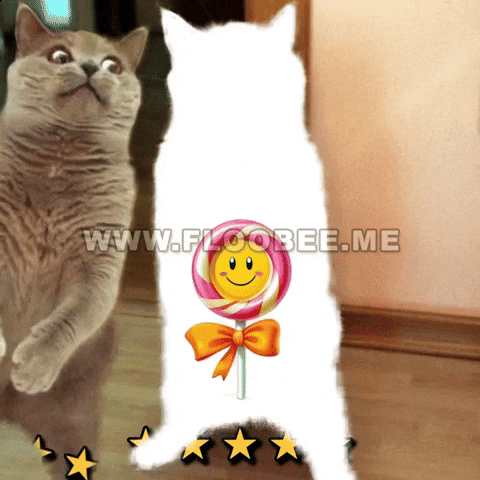 Cats GIF