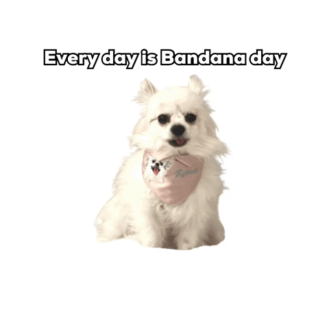 romeomama dog chihuahua cute dog dog bandana GIF