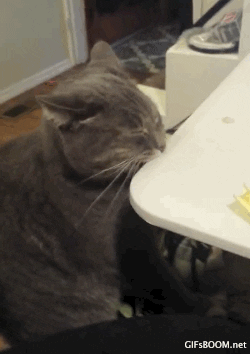 giphy.gif
