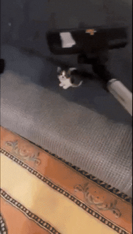 Meme Cat GIF