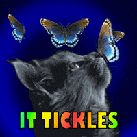Cat Tickling GIF
