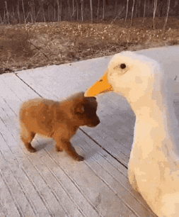 Dog Friends GIF