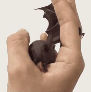 bat