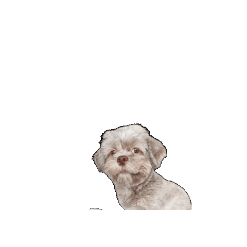 Cute Dog Sticker by healthybud