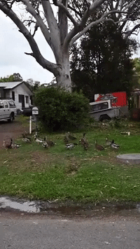 Kangaroos Take Over New South Wales Neighbourhood
