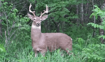 200.gif