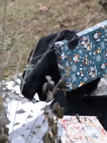 Happy Holidays Presents GIF by Storyful