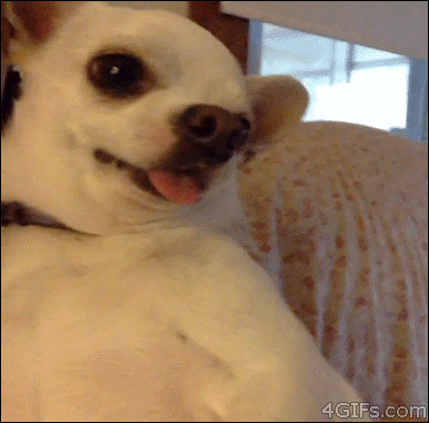 Angry Dog GIFs - Get the best GIF on GIPHY