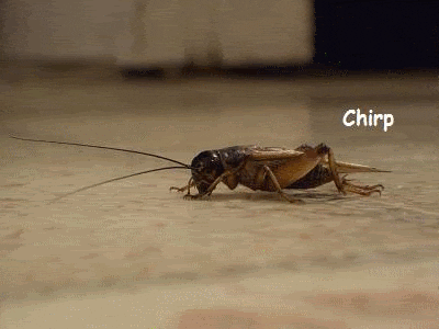 crickets meme gif