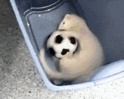 Ball Playing GIF