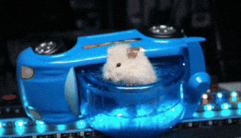 Racing Hamster GIF by WTF Leagues