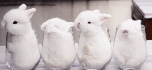 Angora-rabbit GIFs - Get the best GIF on GIPHY
