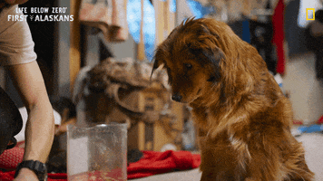 Dog GIF by National Geographic Channel