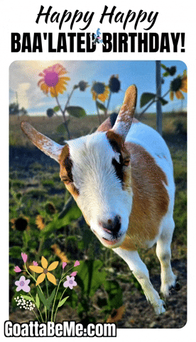Happy Birthday GIF by Goatta Be Me Goats! Adventures of Java, Toffee, Pumpkin and Cookie!