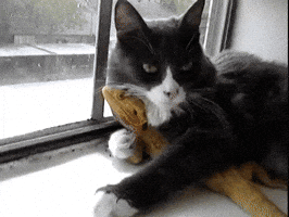 200.gif?cid=f0bdee70x4s9qlvvgi01huq65llwhphoyowbsfa6ij4h6hjy&rid=200.gif&ct=g