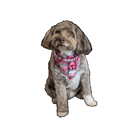 Pokemon Love Sticker by Geekster Pets