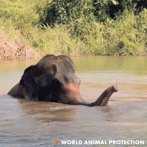Angry Elephant GIF by World Animal Protection