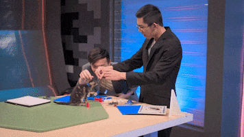 Kitty Play GIF by LEGO Masters