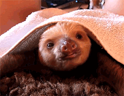 Video gif. A sloth is laying on its stomach under a blanket. It gives us a huge yawn and smacks its lips together before laying its head back down.