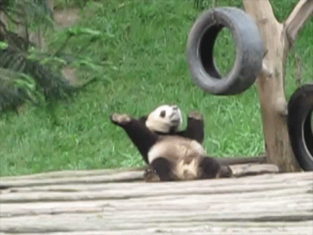 panda funny gif GIF