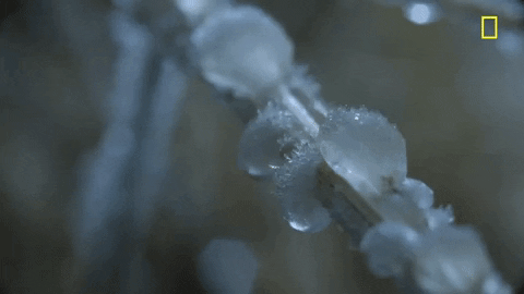 Nat Geo Frost GIF by National Geographic Channel - Find & Share on GIPHY