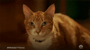 season 2 cat GIF by NBC