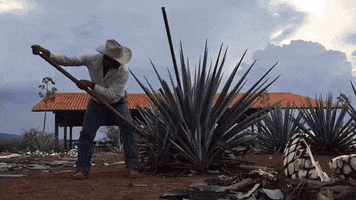 janethochoa tequila agave paisaje tequilero GIF