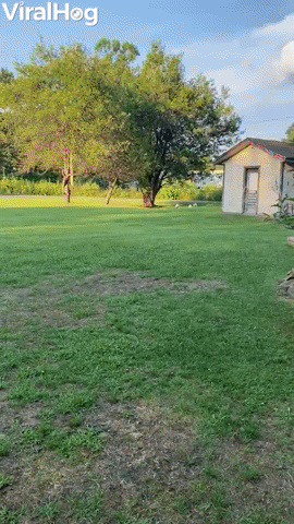 Hilarious Thick Chickens Sprint Towards Man GIF by ViralHog
