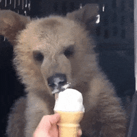 Animals GIFs - Find & Share on GIPHY