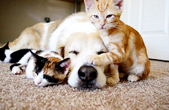 Video gif. Orange kitten lays a paw on the nose of a big yellow dog sleeping on the floor as two other kittens snooze beside him.