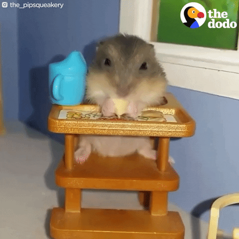 hamster eating GIF by The Dodo