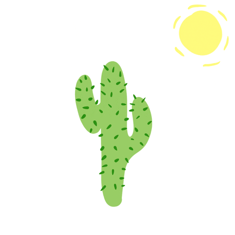 k4ken cat sun cactus desert GIF