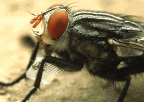 house fly GIF