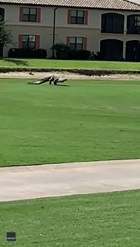 Three-Legged Alligator Hobbles Across Golf Course in Florida