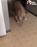 freak out dog GIF by The Dodo