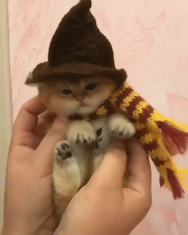 Halloween Kitten GIF - Find & Share on GIPHY