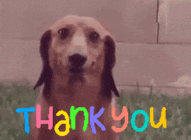 Video gif. We zoom in and out on a dog who stares at us with a strangely human smile. Bouncing, multicolored Text, "Thank you."