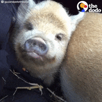 pigs piglets GIF by The Dodo