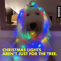 Dog Christmas GIF by Bonds Aus