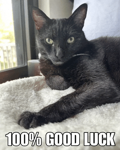 Black Cat Good Luck GIF