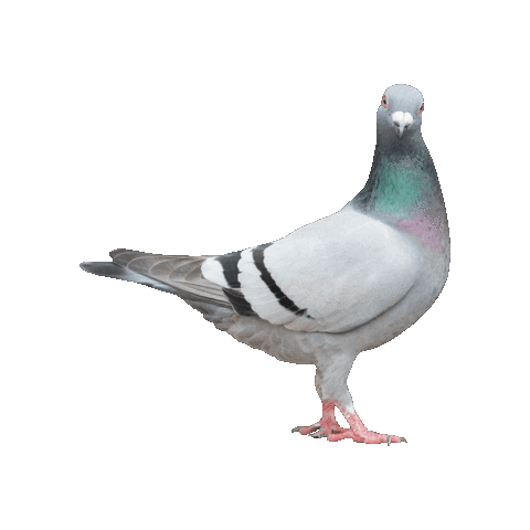 Cash Converters Sticker