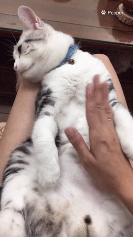 cat love GIF by Pamily