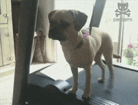 Funny-dog-videos GIFs - Get the best GIF on GIPHY