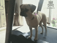 Funny-dog-videos GIFs - Get the best GIF on GIPHY Funny-dog-videos GIFs - Get the best GIF on GIPHY
