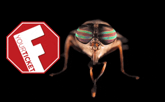 House Fly GIF by Fyourticket