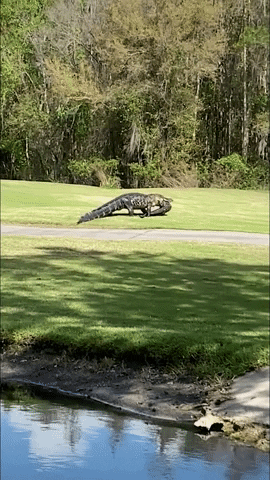 Florida Alligator GIF by Storyful