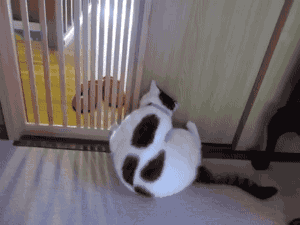 giphy.gif