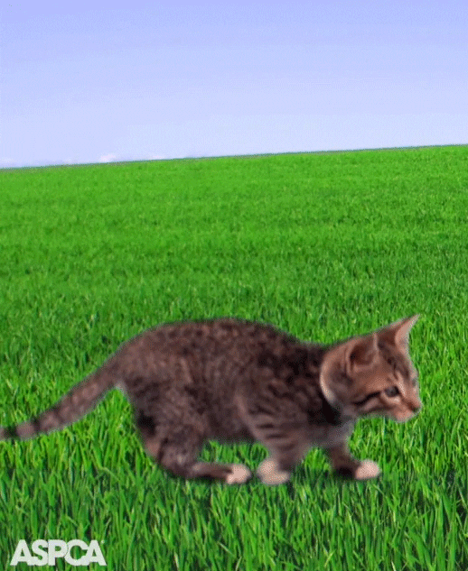coming watch out GIF by ASPCA
