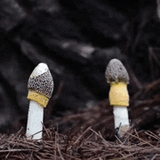 shaggy mane meaning, definitions, synonyms